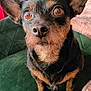 dog, pet, small_dog, indoor, chair, green_chair, fur, ears, brown_eyes, looking_up, close_up, portrait, furniture, blanket, cozy, home, carpet, animal, cute, curious