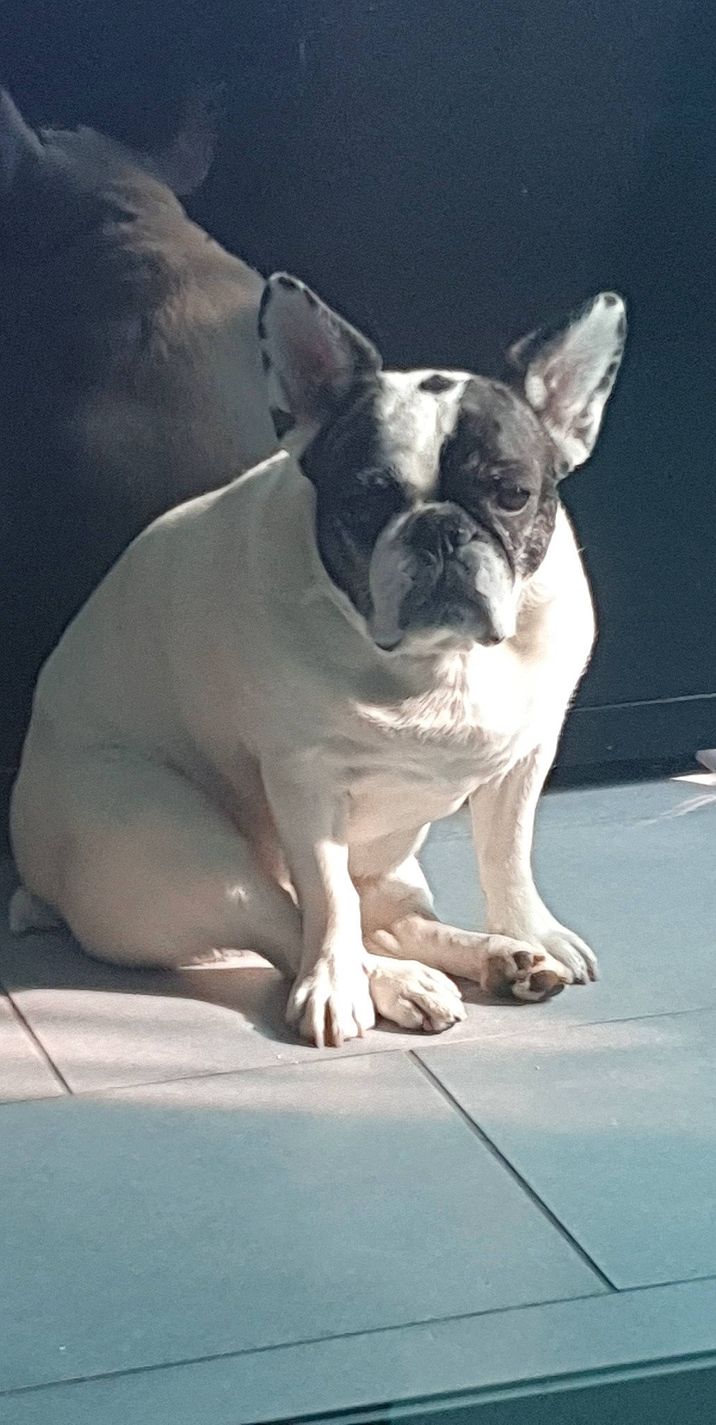 Poupie participe au concours pour gagner de l'argent avec cette photo : boston_terrier, bulldog, canidae, carnivore, companion_dog, dog, dog_breed, dog_collar, ear, fawn, flash_photography, french_bulldog, monochrome_photography, snout, sporting_group, terrestrial_animal, toy_dog, whiskers, working_animal, wrinkle