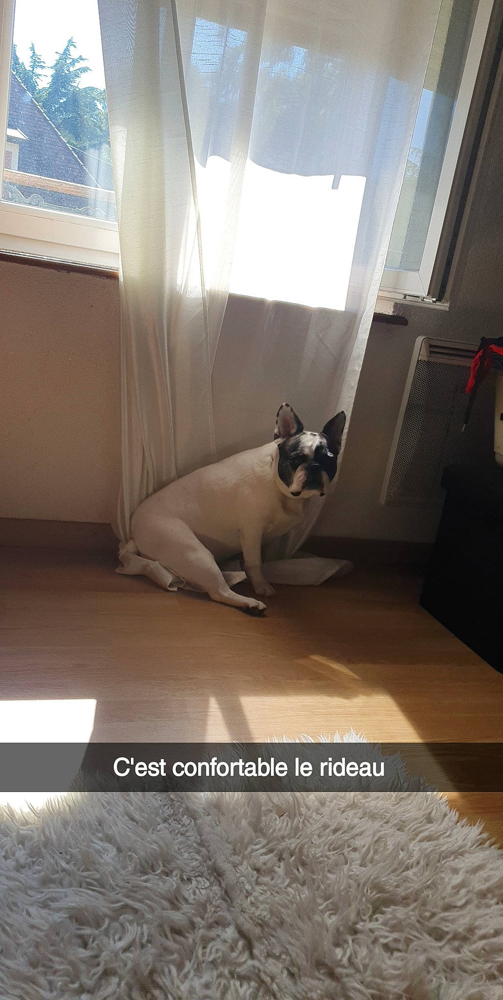 Poupie participe au concours pour gagner de l'argent avec cette photo : carnivore, comfort, companion_dog, dog, dog_breed, fawn, felidae, fixture, floor, flooring, hardwood, interior_design, line, small_to_medium_sized_cats, tail, tints_and_shades, whiskers, window, wood, working_animal