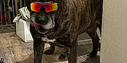 Tank joined the competition — help win amazing prizes! animal, brindle_coat, canine, companion, curious, dog, doorway, flooring, furniture, guard_dog, house, indoor, peeking, pet, pet_accessory, playful, shadow, sunglasses, two_dogs, wooden_floor