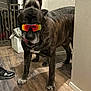 animal, brindle_coat, canine, companion, curious, dog, doorway, flooring, furniture, guard_dog, house, indoor, peeking, pet, pet_accessory, playful, shadow, sunglasses, two_dogs, wooden_floor