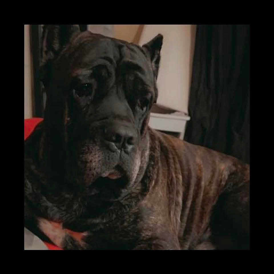 Tank