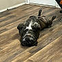 Tank is registered to the contest to win money with this photo: animal, belly, black_chair, canine, dog, door, flooring, fur, happy, home, indoor, orange_blanket, paw, pet, playful, relaxed, resting, teeth, upside_down, wooden_floor