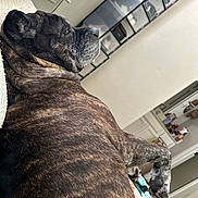 Tank joined the competition — help win amazing prizes! animal, bed, blanket, brindle, canine, comfortable, dog, fur, furniture, household, indoor, mirror, paw, pet, quiet, relaxed, resting, room, shoe_organizer, side_view