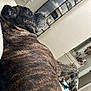 animal, bed, blanket, brindle, canine, comfortable, dog, fur, furniture, household, indoor, mirror, paw, pet, quiet, relaxed, resting, room, shoe_organizer, side_view
