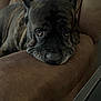Tank is registered to the contest to win money with this photo: animal, brindle, brown, canine, closeup, comfort, couch, dog, ears, expression, face, fur, home, indoor, looking, mammal, pet, relaxed, resting, sofa