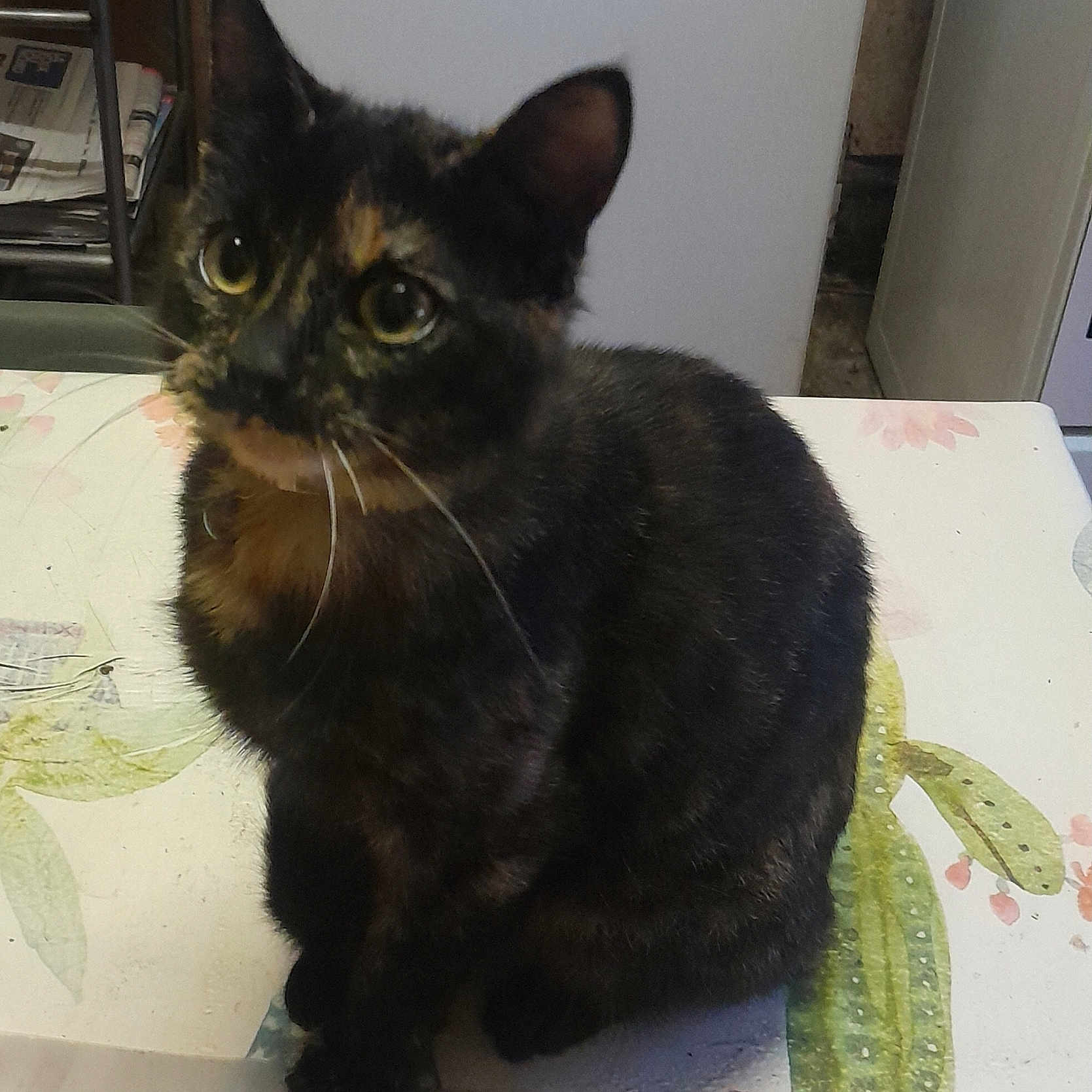 Dina participe au concours pour gagner de l'argent avec cette photo : abyssinian, animal, blackcat, brasssection, cat, citrusfruit, desk, diningtable, food, furniture, horn, kitten, manx, musicalinstrument, pet, plywood, siamese, slate, table, wood