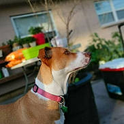 Honey is registered to the contest to win money with this photo: dog, side_profile, brown_and_white, collar, outdoor, garden, plants, backyard, pet, animal, canine, tag, fence, container, daylight, nature, domestic, focus, looking_away, quiet