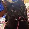 black_cat, cat, pet, indoor, floral_blanket, string, playful, animal, feline, close_up, curious, bedroom, cozy, domestic, cute, whiskers, ears, eyes, resting, home