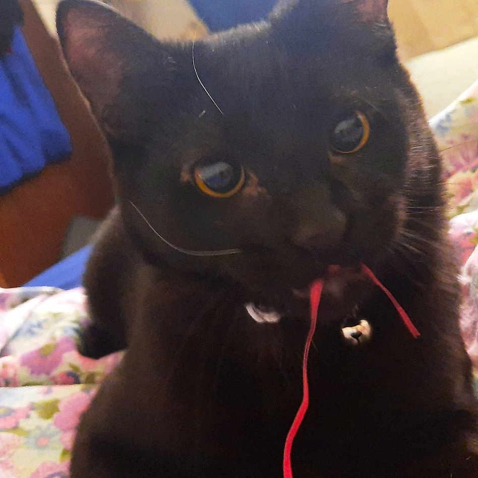 Mr Binx