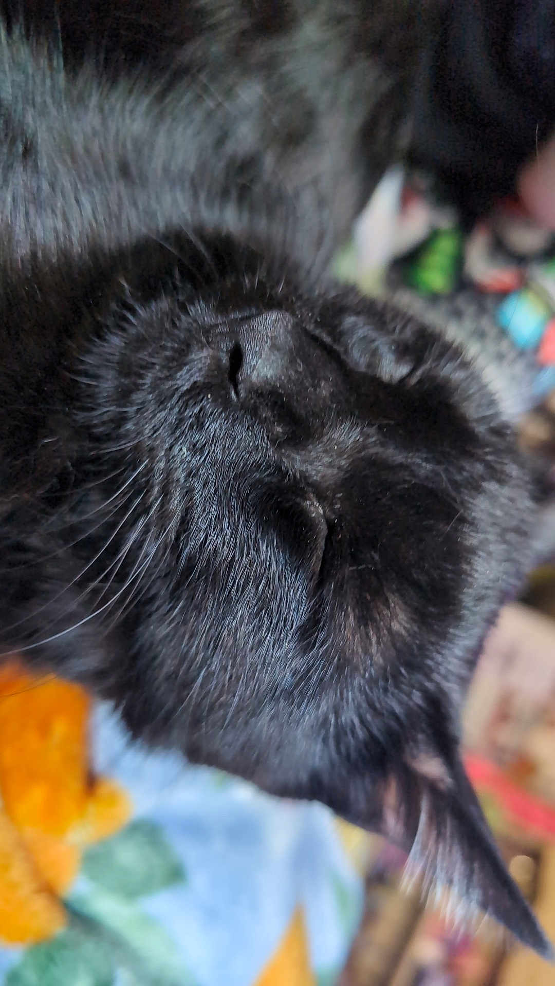 Binx is registered to the contest to win money with this photo: cat, black_cat, sleeping, close_up, fur, whiskers, pet, animal, indoor, resting, cute, peaceful, face, nose, ear, feline, mammal, soft, cozy, domestic