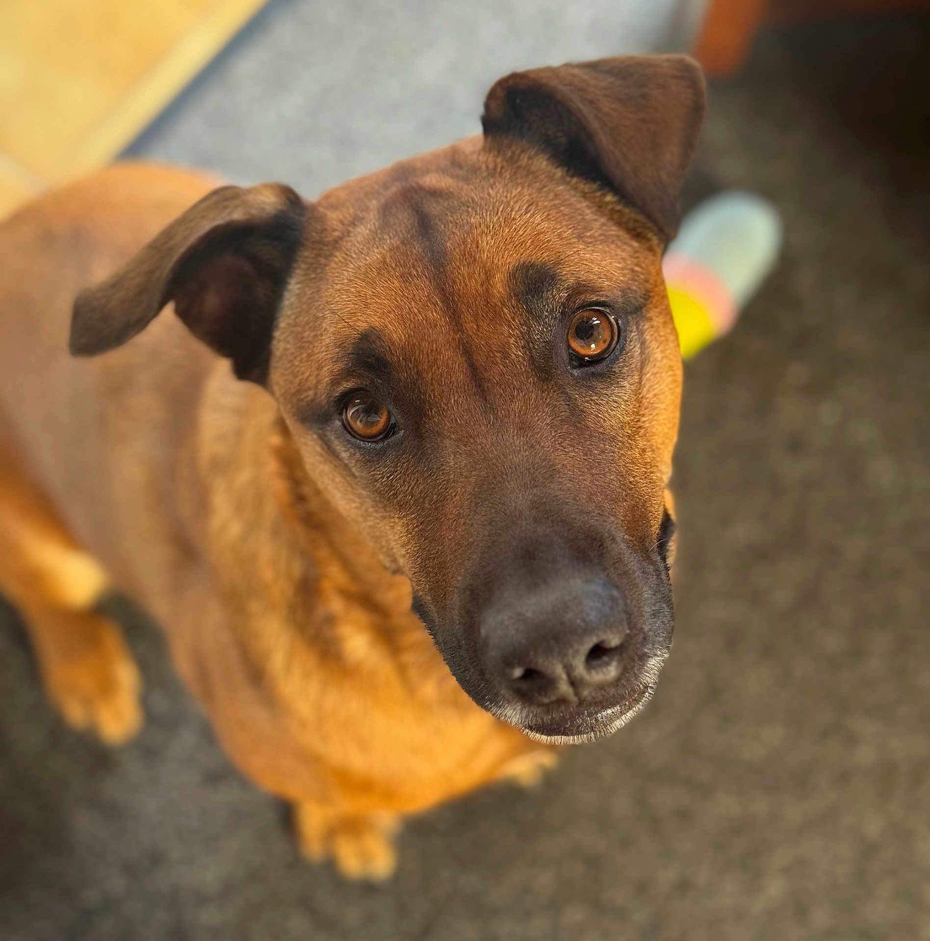 Lita participe au concours pour gagner de l'argent avec cette photo : affectionate, animal, brown_dog, canine, carpet, close_up, curious, dog, domestic_animal, ears, eyes, face, fur, head_tilt, indoor, looking_up, mammal, nose, pet, portrait