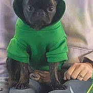 Stella joined the competition — help win amazing prizes! animal, boy, canine, child, clothing, coat, dog, face, head, hood, hoodie, jacket, knitwear, male, person, pet, pug, puppy, sweater, sweatshirt