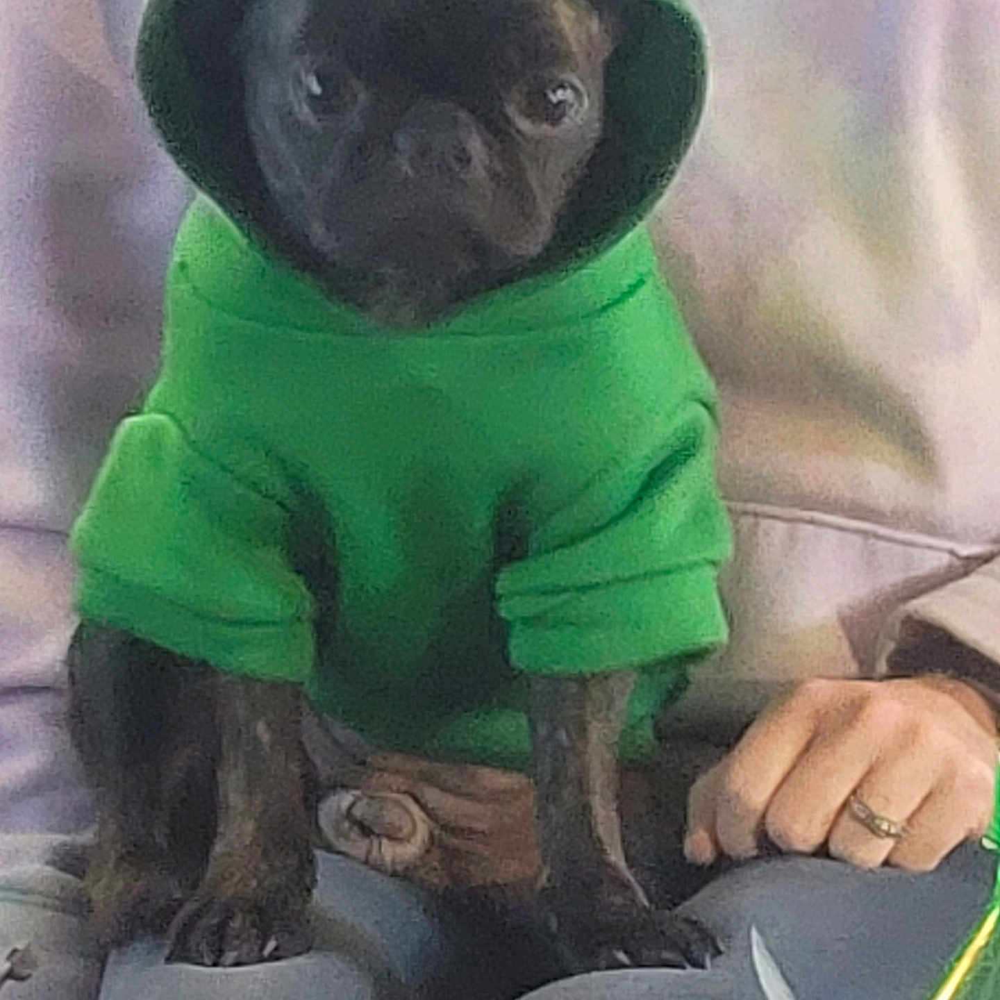 Stella
