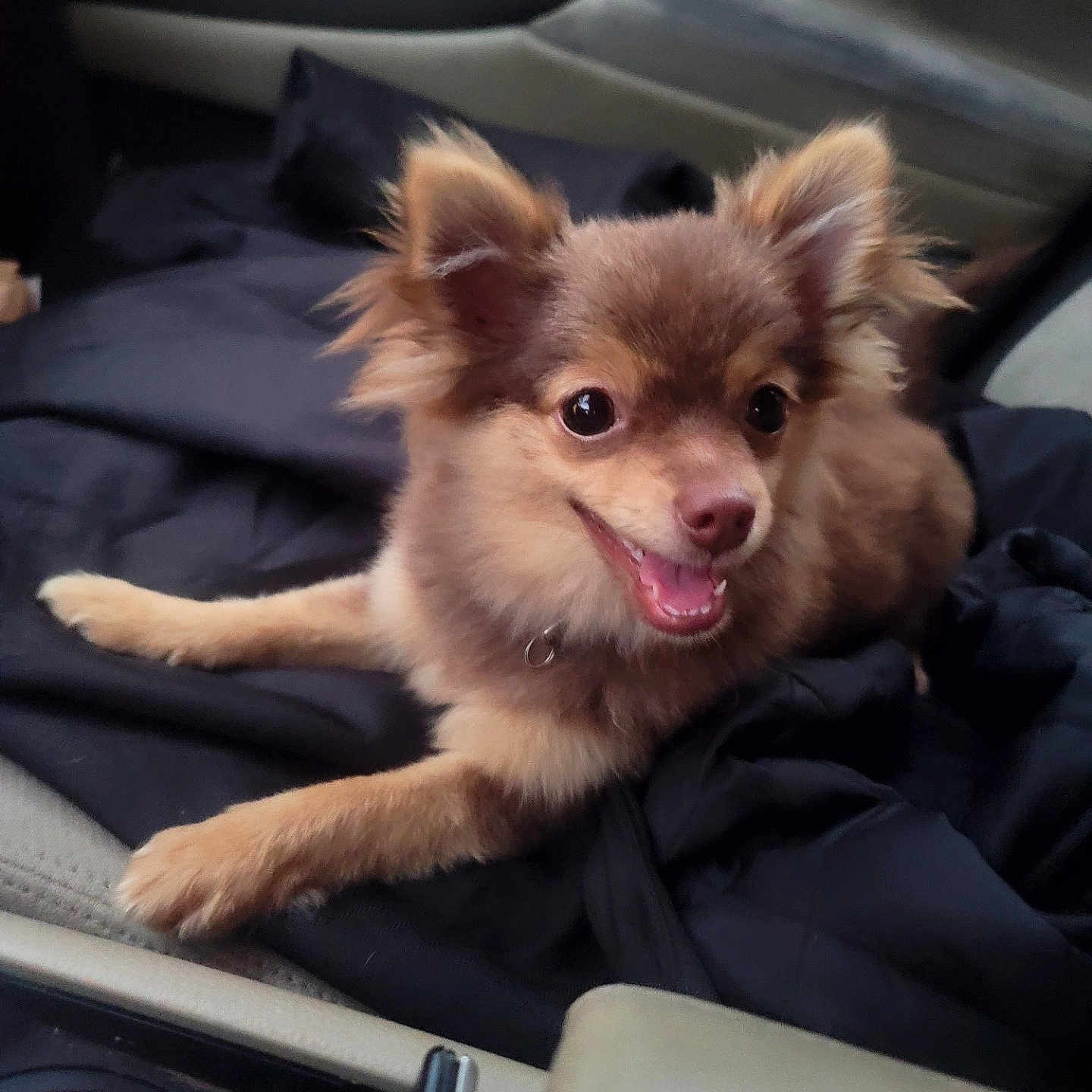 Lotto joined the competition — help win amazing prizes! alloywheel, animal, bodypart, canine, car, carwheel, chihuahua, cockerspaniel, cushion, dog, homedecor, machine, mouth, papillon, person, pet, puppy, spoke, tire, transportation