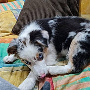 Bubulle a rejoint le concours — aidez-le/la à gagner de superbes lots ! puppy, dog, blue_eyes, lying_down, blanket, colorful, striped, pillow, indoor, fur, cute, pet, animal, resting, cozy, mischievous, young, white_fur, black_fur, tan_fur