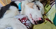Bubulle participe au concours pour gagner de l'argent avec cette photo : dog, sleeping, collar, blanket, pillow, bed, rest, canine, fur, cute, pet, domestic_animal, relaxation, indoors, closeup, nostril, paw, snout, ear, peaceful
