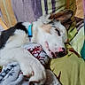 dog, sleeping, collar, blanket, pillow, bed, rest, canine, fur, cute, pet, domestic_animal, relaxation, indoors, closeup, nostril, paw, snout, ear, peaceful