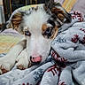 Bubulle participe au concours pour gagner de l'argent avec cette photo : puppy, dog, blue_eyes, blanket, snowflake_pattern, cozy, indoor, pet, cute, snuggling, fur, paw, resting, nose, close_up, warm, homedecor, sleepy, comfort, animal
