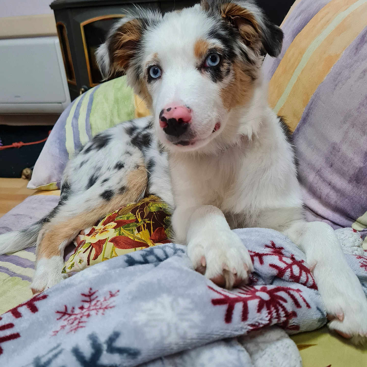 Bubulle participe au concours pour gagner de l'argent avec cette photo : dog, puppy, australian_shepherd, blue_eyes, pink_nose, couch, blanket, pillow, indoor, pet, animal, fur, relaxed, cute, lying_down, home, cozy, patterned_blanket, colorful, curious