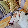 Bubulle a rejoint le concours — aidez-le/la à gagner de superbes lots ! dog, sleeping, couch, pillows, indoor, resting, fur, nose, tongue, patterned_pillow, striped_couch, closeup, pet, domestic_animal, relaxation, cozy, soft_fur, colorful, home, nap