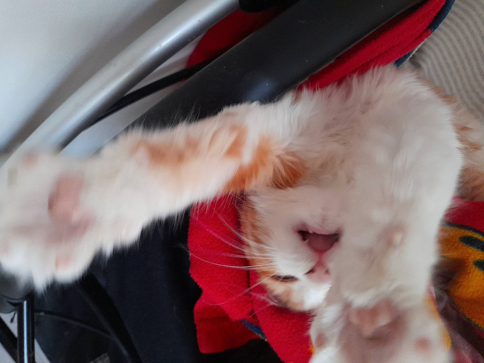 Fifille a rejoint le concours — aidez-le/la à gagner de superbes lots ! auto_part, automotive_exterior, automotive_mirror, automotive_window_part, carnivore, cat, claw, comfort, felidae, fur, paw, rear_view_mirror, small_to_medium_sized_cats, snout, tail, vehicle_door, whiskers, window, windscreen_wiper, windshield