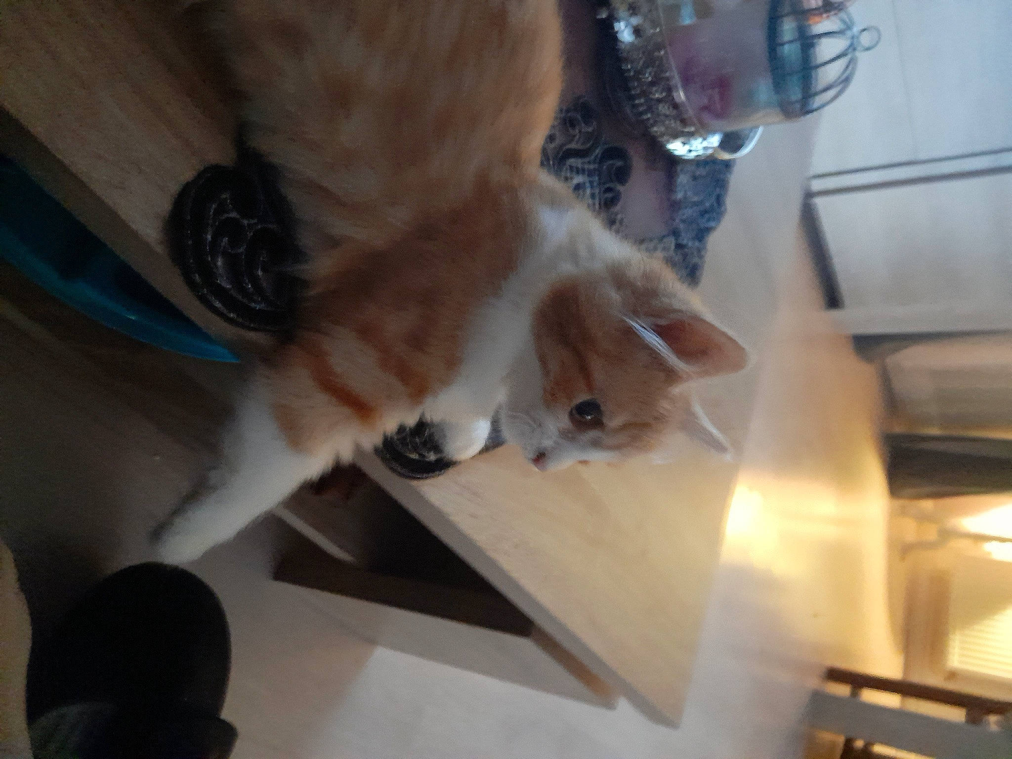 Fifille a rejoint le concours — aidez-le/la à gagner de superbes lots ! box, carnivore, cat, companion_dog, dog_breed, domestic_short_haired_cat, felidae, floor, flooring, fur, hardwood, paw, room, small_to_medium_sized_cats, tail, whiskers, wood