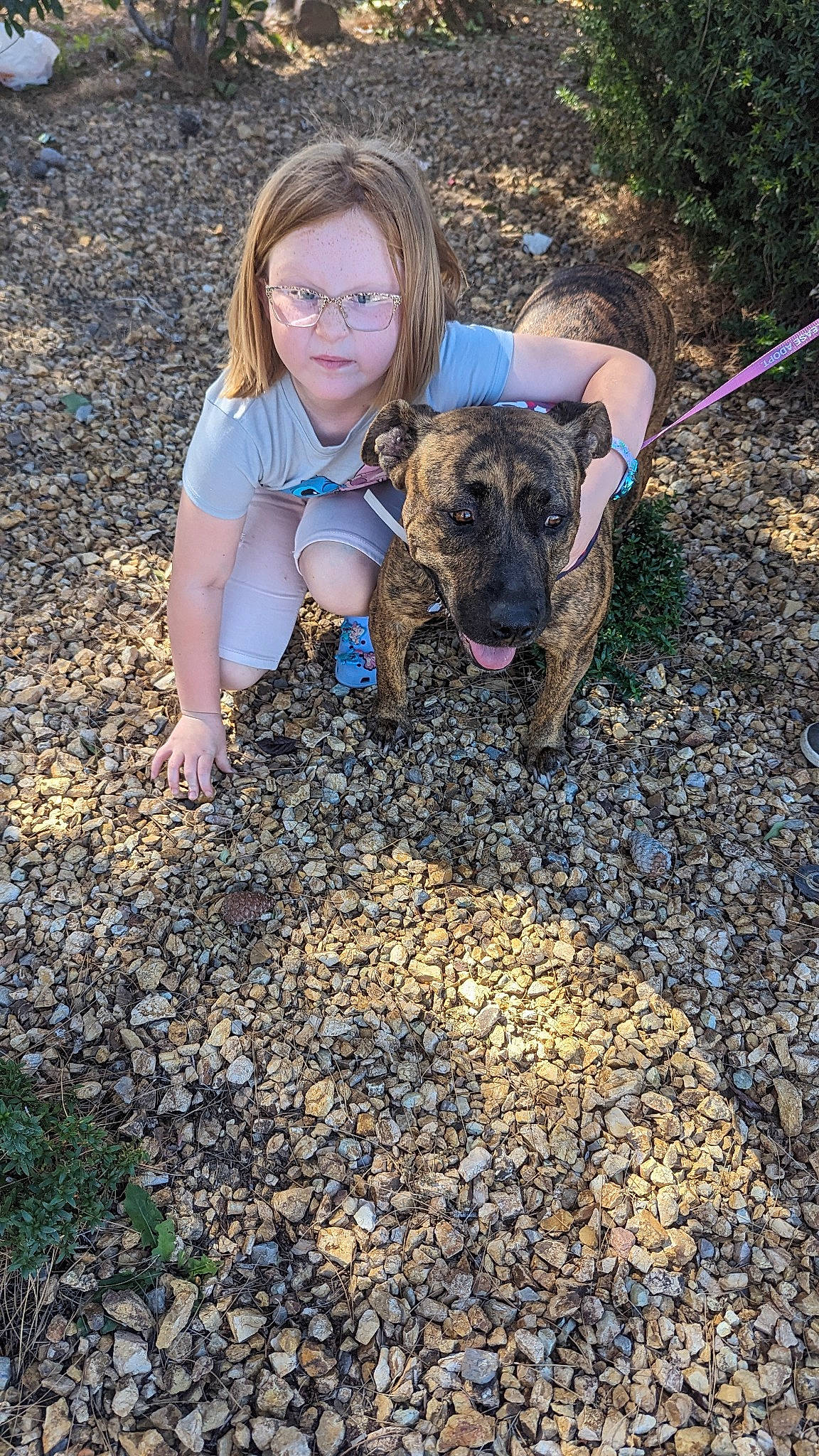 Carolina joined the competition — help win amazing prizes! canidae, carnivore, companion_dog, dog, dog_breed, electric_blue, fawn, fun, grass, happy, landscape, leash, leisure, mammal, people_in_nature, plant, rock, sitting, soil, working_animal