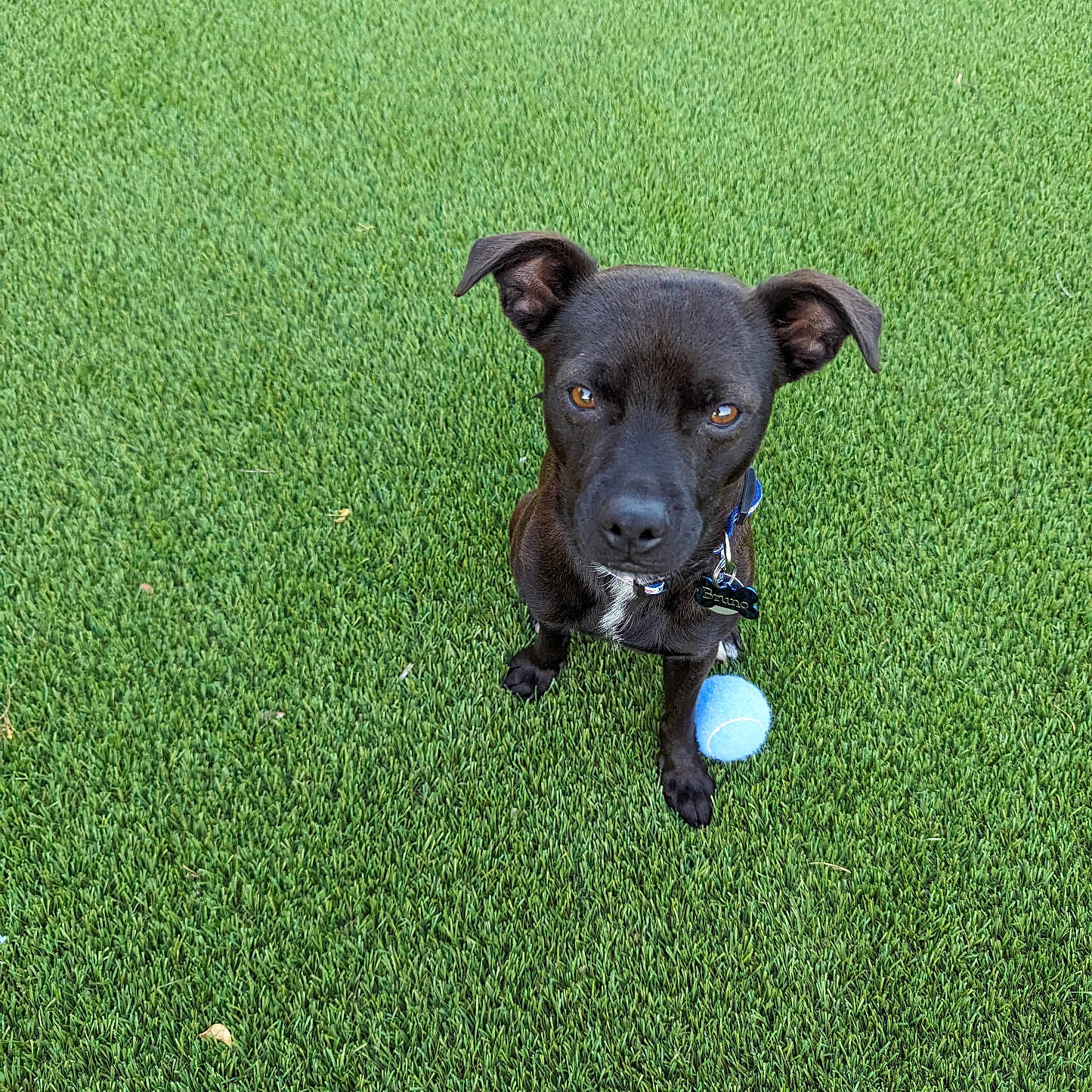 Bruno is registered to the contest to win money with this photo: animal, ball, canine, dog, football, golf, golfball, grass, hound, labradorretriever, lawn, pet, plant, puppy, soccer, soccerball, sphere, sport, tennis, tennisball