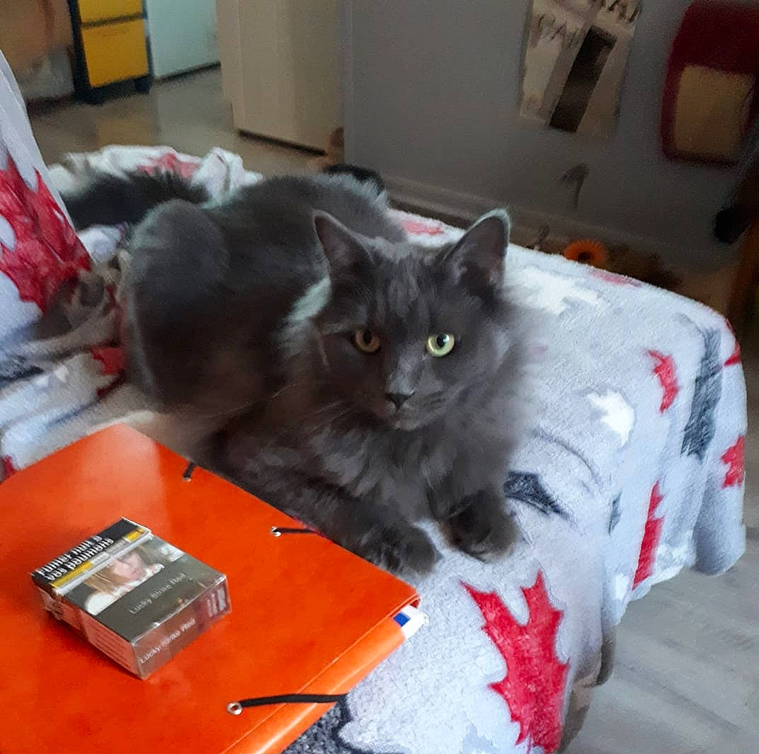 Oméga participe au concours pour gagner de l'argent avec cette photo : asian, british_semi_longhair, carnivore, cat, chartreux, domestic_long_haired_cat, domestic_short_haired_cat, felidae, kitten, korat, mammal, nebelung, norwegian_forest_cat, russian_blue, small_to_medium_sized_cats, vertebrate, whiskers