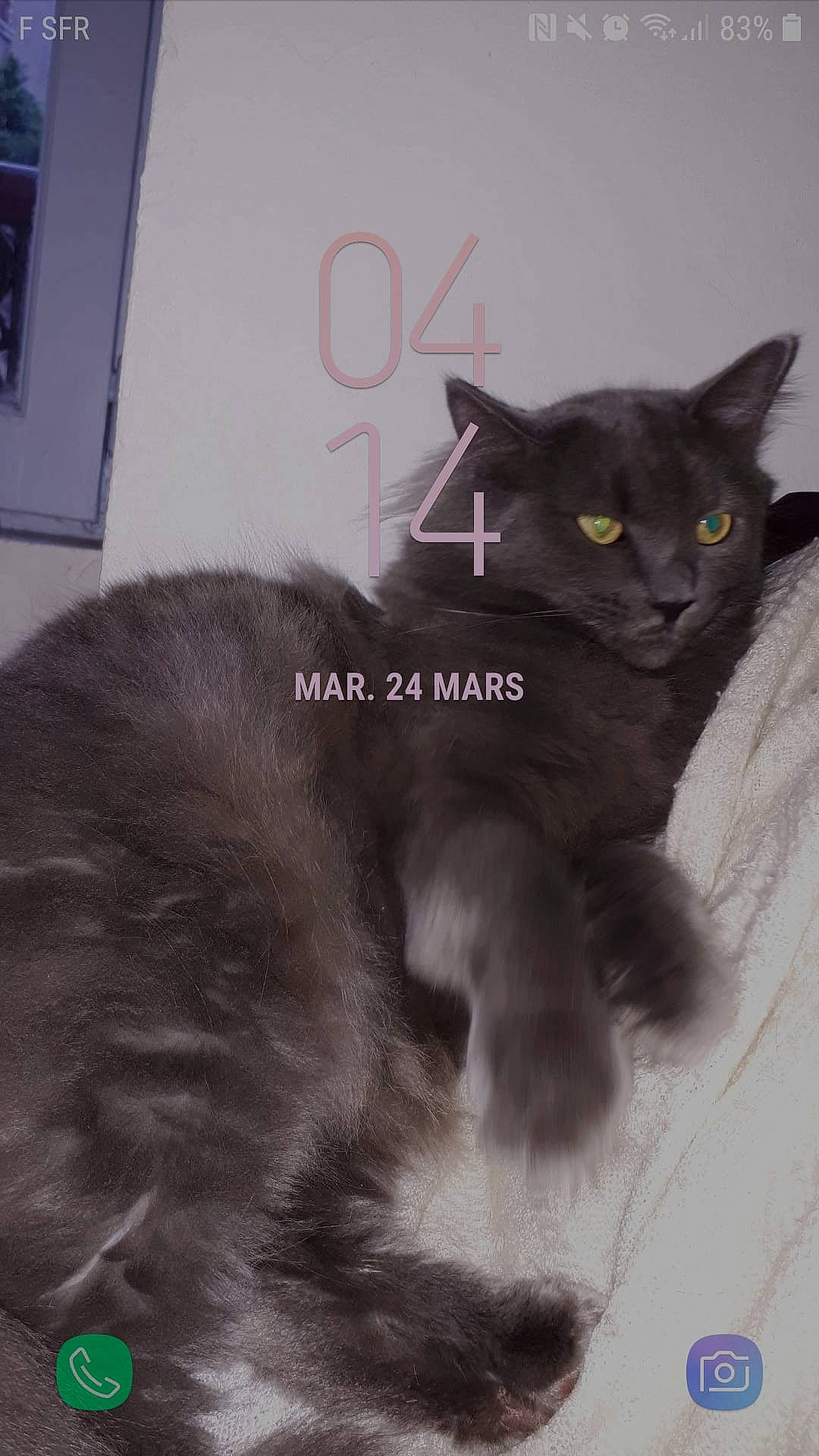 Oméga participe au concours pour gagner de l'argent avec cette photo : black_cat, british_longhair, british_shorthair, carnivore, cat, chartreux, domestic_long_haired_cat, domestic_short_haired_cat, eye, felidae, kitten, korat, mammal, nebelung, photo_caption, russian_blue, small_to_medium_sized_cats, snout, vertebrate, whiskers