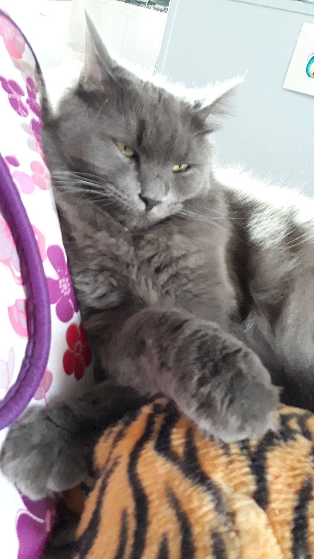 Oméga participe au concours pour gagner de l'argent avec cette photo : asian, british_longhair, british_semi_longhair, british_shorthair, carnivore, cat, domestic_short_haired_cat, european_shorthair, felidae, kitten, korat, maine_coon, mammal, nebelung, norwegian_forest_cat, pixie_bob, russian_blue, small_to_medium_sized_cats, vertebrate, whiskers