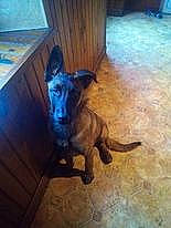 Sopra a rejoint le concours — aidez-le/la à gagner de superbes lots ! carnivore, companion_dog, dog, dog_breed, electric_blue, fawn, floor, flooring, guard_dog, hardwood, liver, plant, snout, sporting_group, square, tail, toy_dog, wood, wood_stain, working_animal