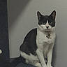cat, tuxedo_cat, pet, animal, portrait, sitting, indoors, black_and_white, whiskers, ears, eyes, collar, bell, fur, paws, tail, dark_background, wall, furniture, serious_expression
