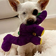 Darcy joined the competition — help win amazing prizes! big_ears, black_nose, chihuahua, closeup, cozy, cute, dog, fluffy_bed, indoor, paws, pet, playing, plush_toy, portrait, puppy, purple_toy, small_dog, soft_texture, white_fur, winking