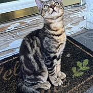 Jasper is registered to the contest to win money with this photo: animal, cat, closeup, curious, door, doormat, ears, eyes, feline, fur, kitten, outdoor, pet, sitting, tabby, tail, texture, weathered, whiskers, wood