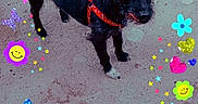 Reglice participe au concours pour gagner de l'argent avec cette photo : animal, black_dog, butterflies, canine, collar, colorful_stickers, dog, flowers, hearts, outdoor, pavement, pet, rainbow, red_harness, sidewalk, small_dog, smiling_faces, standing, stars, tail