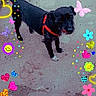 animal, black_dog, butterflies, canine, collar, colorful_stickers, dog, flowers, hearts, outdoor, pavement, pet, rainbow, red_harness, sidewalk, small_dog, smiling_faces, standing, stars, tail