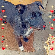Reglice a rejoint le concours — aidez-le/la à gagner de superbes lots ! black_and_white, black_fur, broom, concrete, dog, doorway, heart_border, looking_up, outdoor, patio, pet, portrait, puppy, scruffy, small_dog, sparkles, standing, terracotta_tiles, white_paws, wirehaired