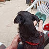 Reglice a rejoint le concours — aidez-le/la à gagner de superbes lots ! back_view, black_dog, close_up, companion_animal, dog, floppy_ears, fur, garden, hand, lap, outdoor, patio, person, pet, plastic_chair, potted_plants, puppy, red_collar, sandals, seated