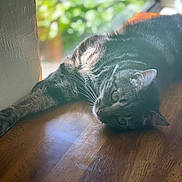 Shadow is registered to the contest to win money with this photo: cat, tabby, indoor, wooden_surface, window, sunlight, relaxed, animal, pet, whiskers, fur, greenery, blurred_background, laying_down, ear, eye, natural_light, domestic_cat, closeup, quiet