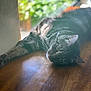 cat, tabby, indoor, wooden_surface, window, sunlight, relaxed, animal, pet, whiskers, fur, greenery, blurred_background, laying_down, ear, eye, natural_light, domestic_cat, closeup, quiet