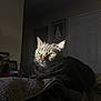 cat, tabby, green_eyes, sunlight, indoor, furniture, towel, couch, pet, animal, whiskers, relaxed, portrait, domestic, mammal, cozy, shadow, home, feline, resting