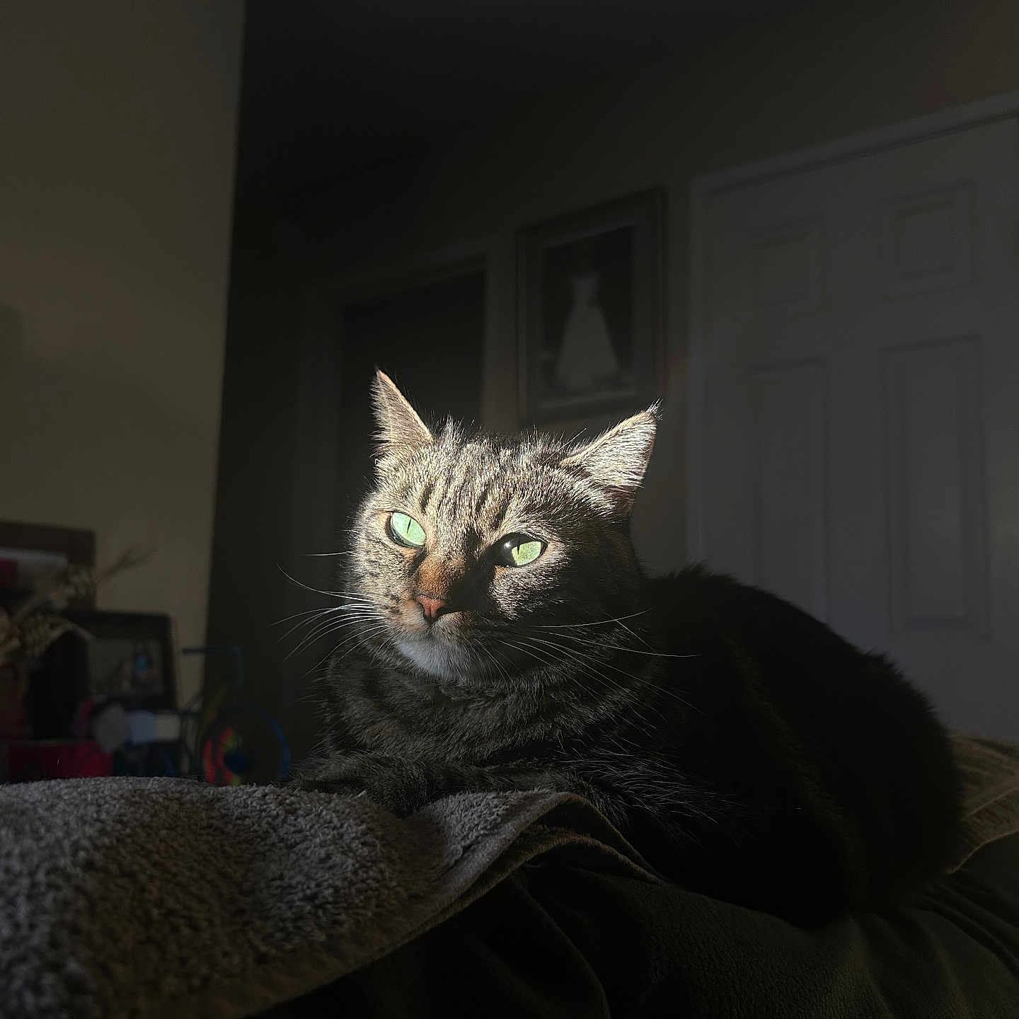 Shadow is registered to the contest to win money with this photo: animal, cat, couch, cozy, domestic, feline, furniture, green_eyes, home, indoor, mammal, pet, portrait, relaxed, resting, shadow, sunlight, tabby, towel, whiskers