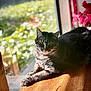 cat, tabby_cat, sunlight, wooden_surface, window, indoor, relaxing, pet, feline, animal, greenery, blurred_background, daylight, looking_at_camera, whiskers, ears, fur, paw, resting, cozy