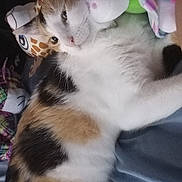 Pumpkin is registered to the contest to win money with this photo: cat, calico, stuffed_animals, plush_toys, bed, blanket, feline, pet, cozy, relaxed, indoor, soft_toys, cute, animal, sleepy, fur, whiskers, paw, resting, colorful