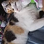 cat, calico, stuffed_animals, plush_toys, bed, blanket, feline, pet, cozy, relaxed, indoor, soft_toys, cute, animal, sleepy, fur, whiskers, paw, resting, colorful