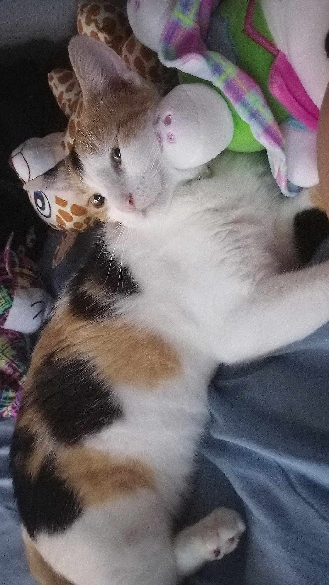 Pumpkin