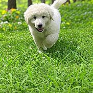 Nitschke joined the competition — help win amazing prizes! puppy, dog, grass, greenery, flower, nature, outdoor, running, happy, playful, forest, young_animal, fur, pet, animal, summer, cute, mammal, canine, daytime