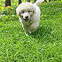 puppy, dog, grass, greenery, flower, nature, outdoor, running, happy, playful, forest, young_animal, fur, pet, animal, summer, cute, mammal, canine, daytime